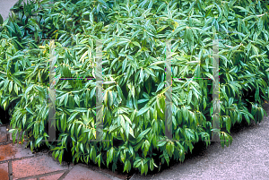 Picture of Sarcococca hookeriana 