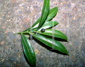 Picture of Sarcococca hookeriana 