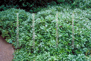 Picture of Sarcococca hookeriana 