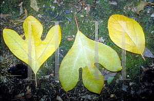 Picture of Sassafras albidum 