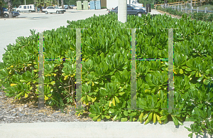 Picture of Scaevola frutescens 