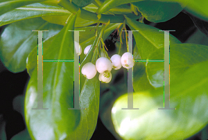 Picture of Scaevola frutescens 