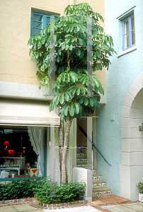 Picture of Schefflera actinophylla 