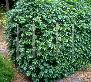 Picture of Schefflera arboricola 