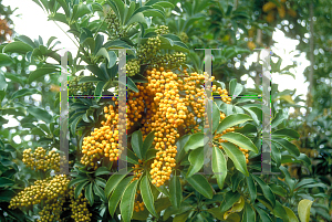 Picture of Schefflera arboricola 