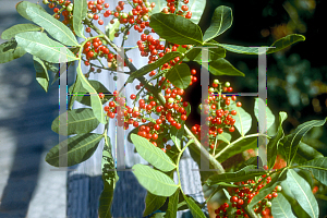 Picture of Schinus terebinthifolius 