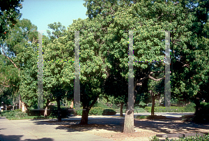 Picture of Schinus terebinthifolius 