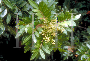 Picture of Schinus terebinthifolius 