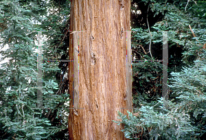 Picture of Sequoia sempervirens 