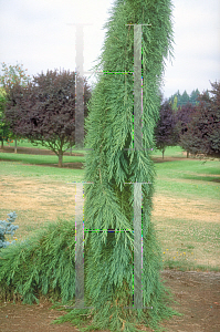 Picture of Sequoiadendron giganteum 'Pendula'