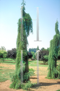 Picture of Sequoiadendron giganteum 'Pendula'