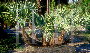 Picture of Serenoa repens 