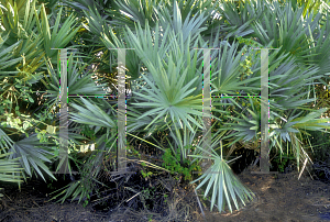 Picture of Serenoa repens 