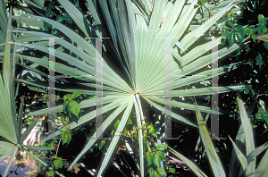 Picture of Serenoa repens 