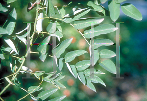 Picture of Sophora japonica 'Regent'