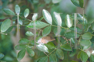 Picture of Sophora secundiflora 
