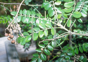 Picture of Sophora tomentosa 