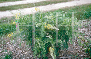 Picture of Sophora tomentosa 