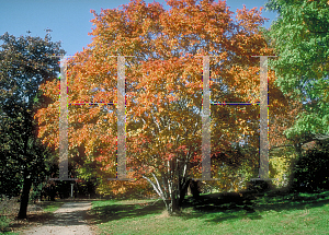 Picture of Sorbus alnifolia 