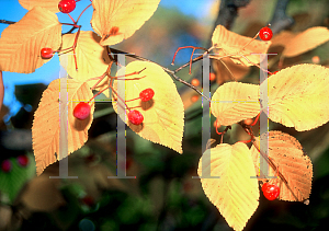 Picture of Sorbus alnifolia 