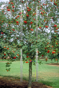 Picture of Sorbus aucuparia 'Michred(Cardinal Royal)'