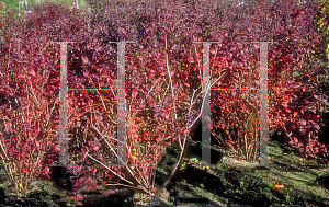 Picture of Spiraea japonica 'Anthony Waterer'