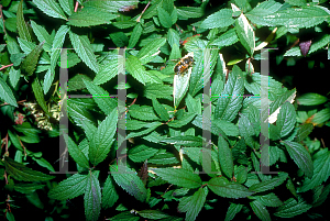 Picture of Spiraea japonica 'Anthony Waterer'