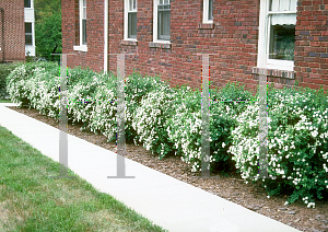 Picture of Spiraea x vanhouttei 