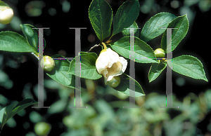 Picture of Stewartia ptero-petiolata var. koreana 