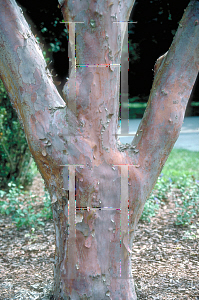 Picture of Stewartia monadelpha 