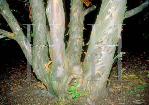 Picture of Stewartia pseudocamellia 