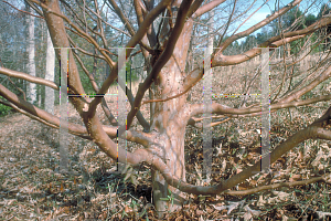 Picture of Stewartia serrata 