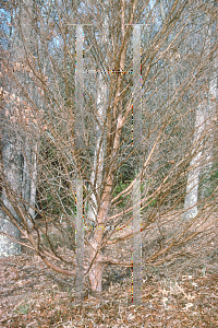 Picture of Stewartia serrata 