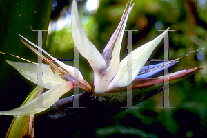 Picture of Strelitzia nicolai 