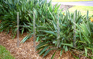 Picture of Strelitzia reginae 