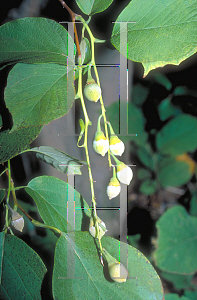 Picture of Styrax obassia 