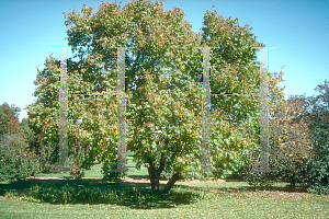 Picture of Syringa pekinensis 