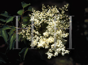 Picture of Syringa pekinensis 