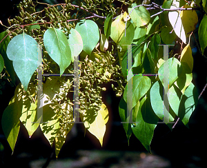 Picture of Syringa pekinensis 