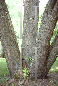 Picture of Syringa pekinensis 