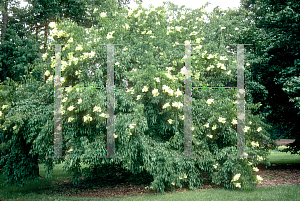 Picture of Syringa pekinensis 