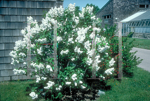 Picture of Syringa vulgaris 'Alba'