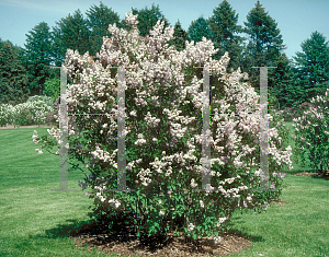 Picture of Syringa oblata var. giraldii 