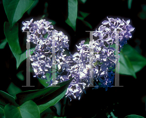 Picture of Syringa vulgaris 'Fuerst Liechtenstein'