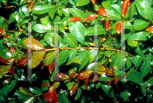 Picture of Syzygium paniculatum 