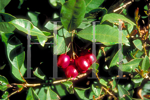 Picture of Syzygium paniculatum 