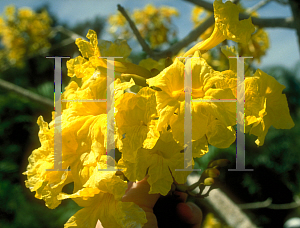 Picture of Tabebuia caraiba 