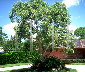 Picture of Tabebuia caraiba 