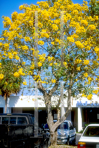 Picture of Tabebuia caraiba 