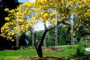 Picture of Tabebuia caraiba 